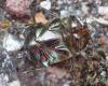 Onthophagus vacca